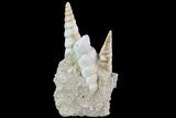 Fossil Gastropod (Haustator) Cluster - Damery, France #74522-1